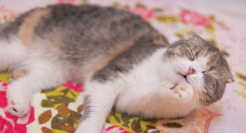 初見の猫を 撫でるが如く。